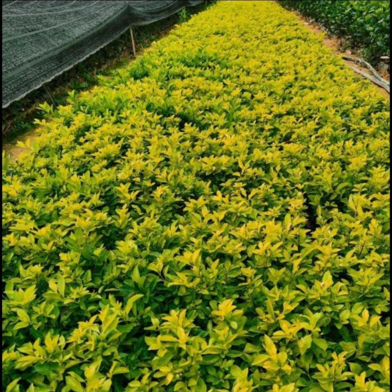 黄金叶各种规格黄心梅黄素梅基地批发