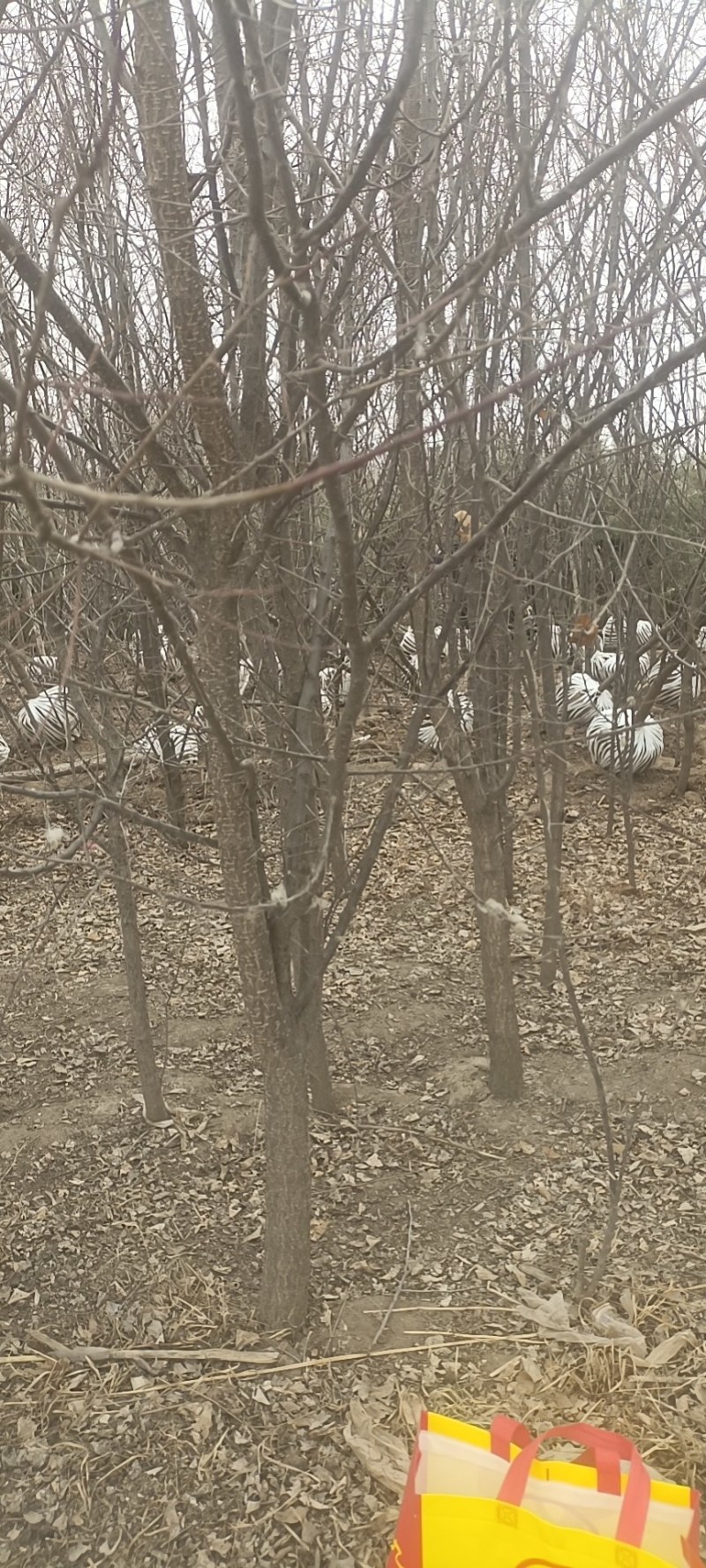 甘肃兰州山杏产地直供，一手货源，支持视频看货，欢迎采购