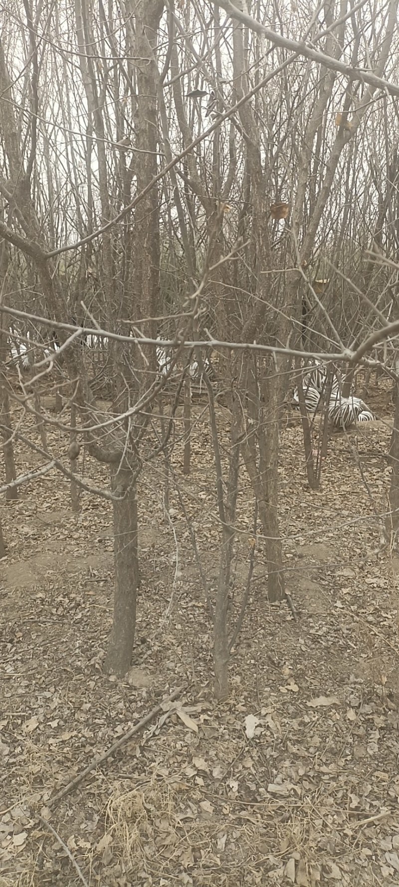 甘肃兰州山杏产地直供，一手货源，支持视频看货，欢迎采购
