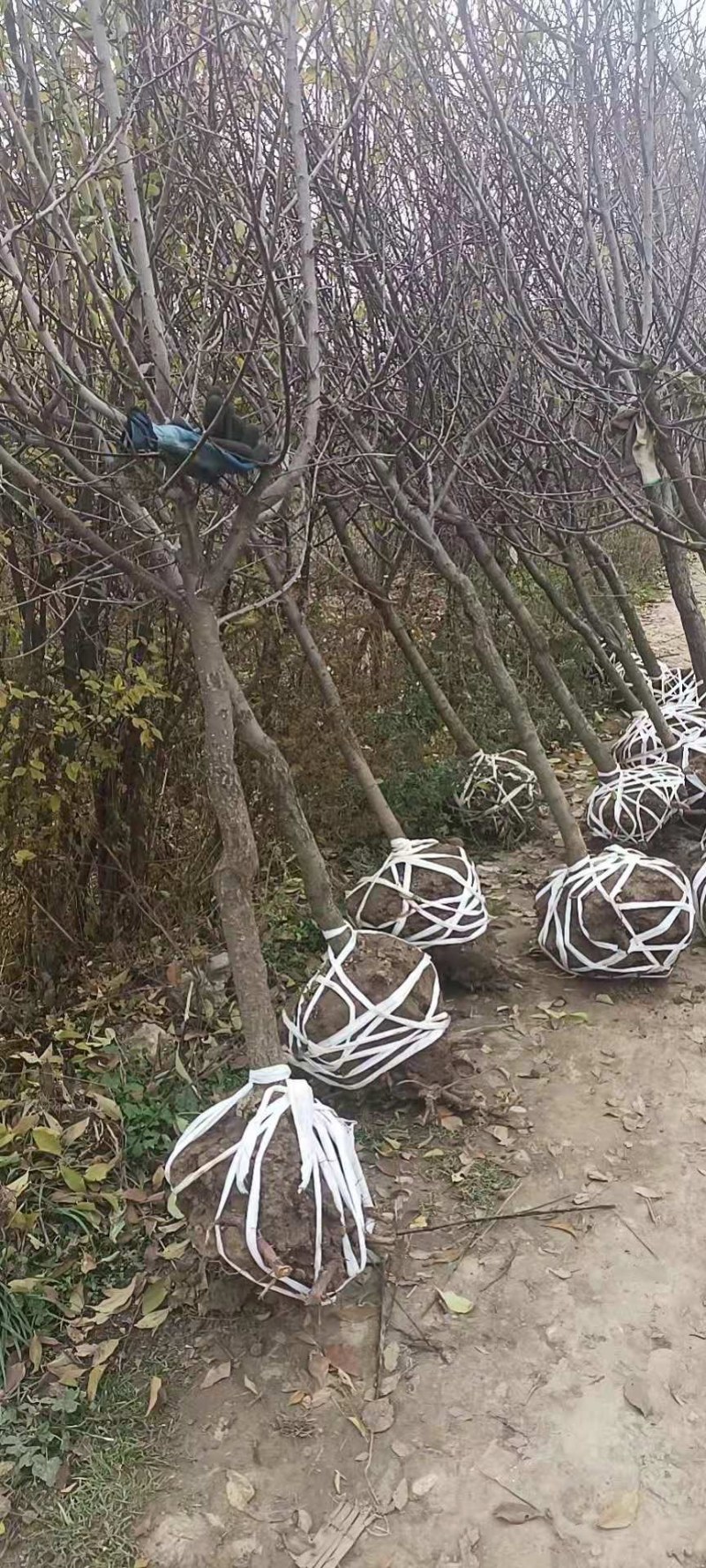 甘肃兰州山杏产地直供，一手货源，支持视频看货，欢迎采购