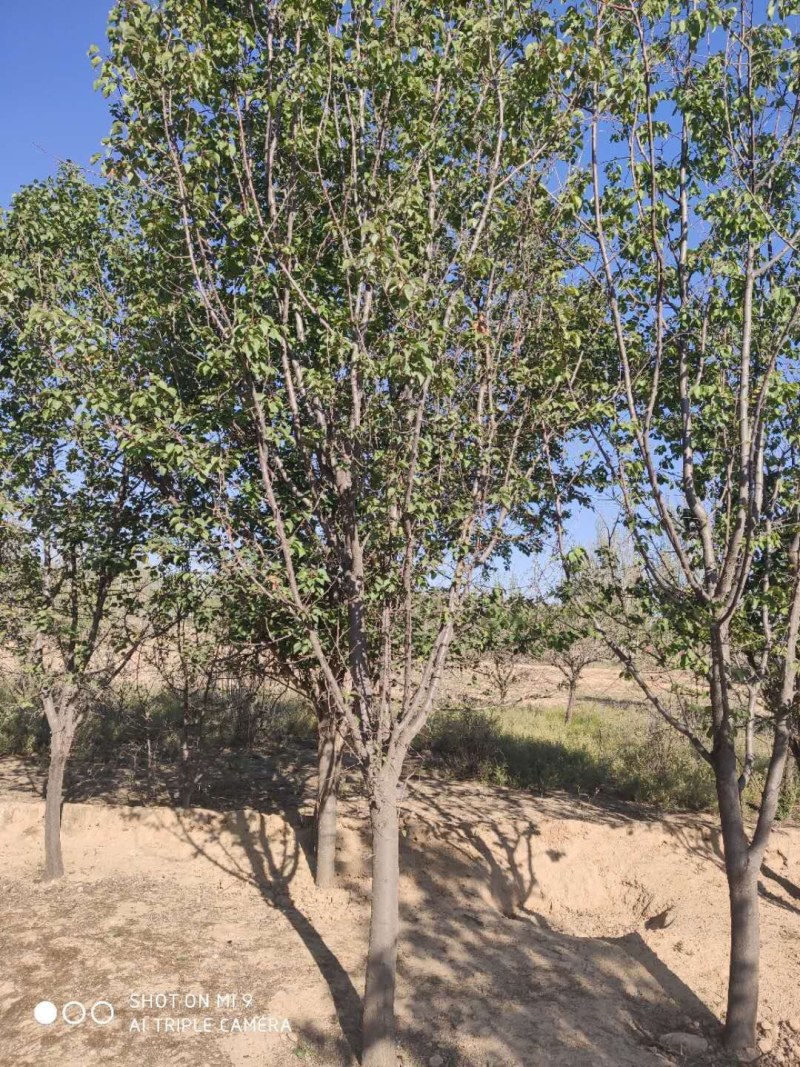 甘肃兰州山杏产地直供，一手货源，支持视频看货，欢迎采购