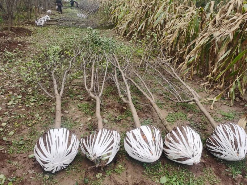 甘肃兰州山杏产地直供，一手货源，支持视频看货，欢迎采购