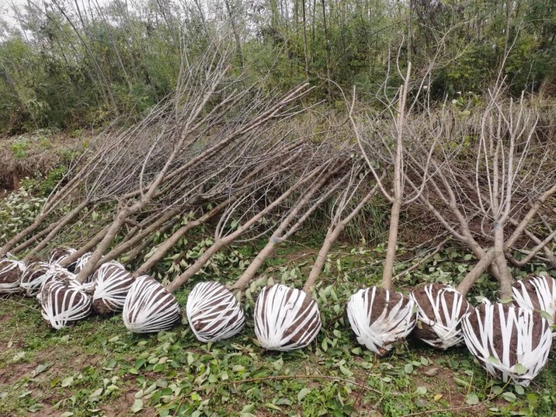甘肃兰州山杏产地直供，一手货源，支持视频看货，欢迎采购