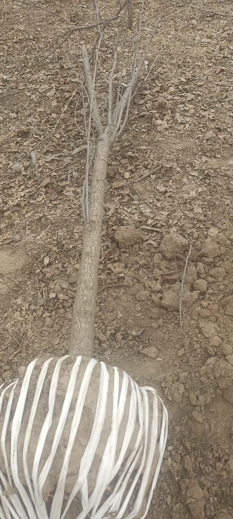 甘肃兰州山杏产地直供，一手货源，支持视频看货，欢迎采购