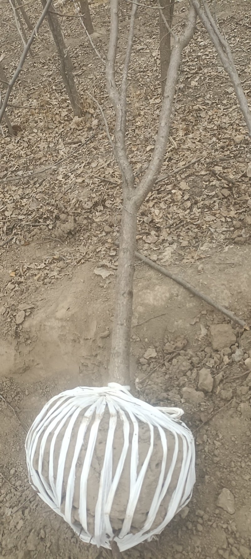 甘肃兰州山杏产地直供，一手货源，支持视频看货，欢迎采购