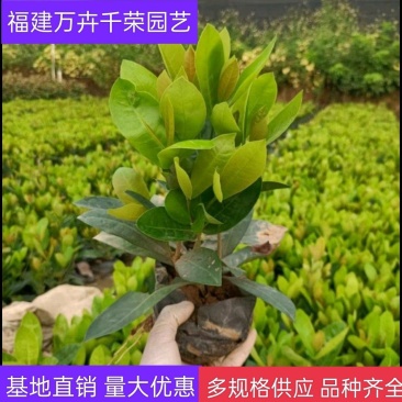 龙船花大叶龙船花仙丹袋苗绿化苗木基地批发