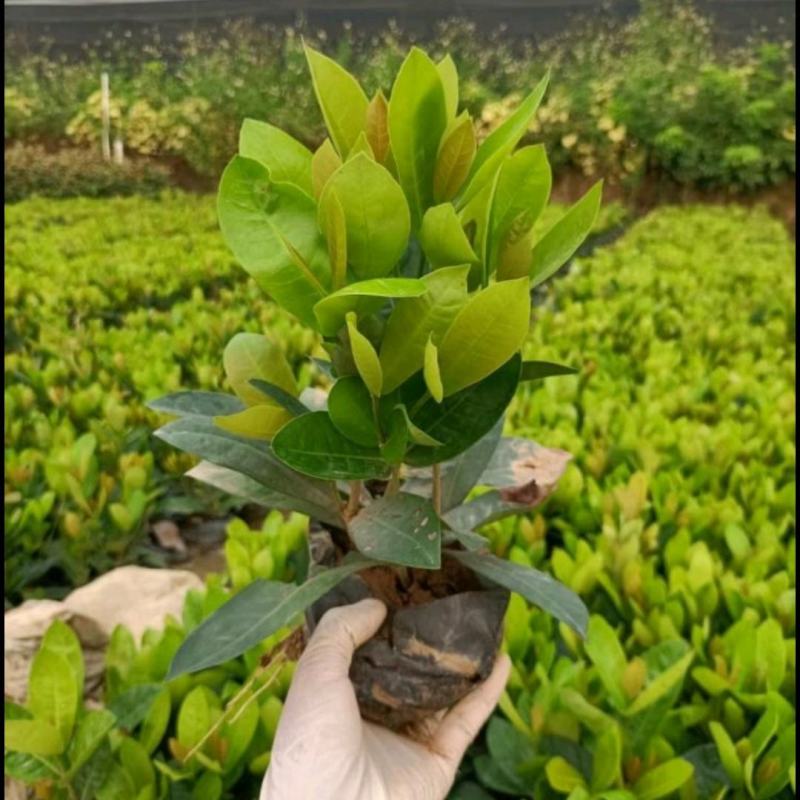 龙船花大叶龙船花仙丹袋苗绿化苗木基地批发