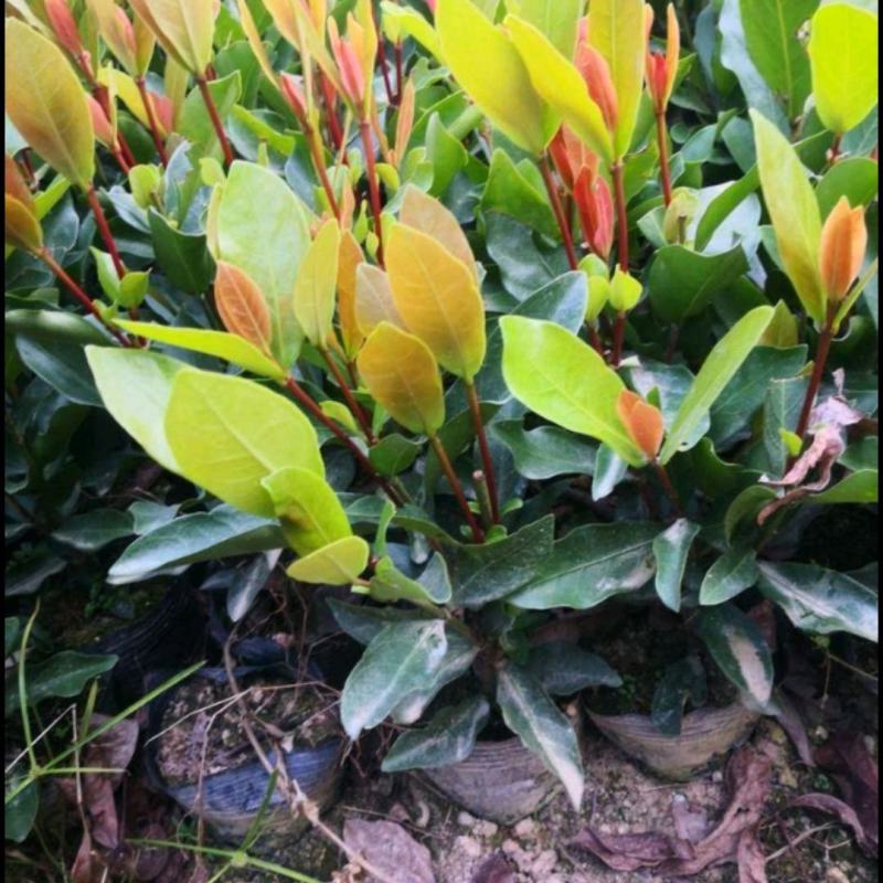 龙船花大叶龙船花仙丹袋苗绿化苗木基地批发