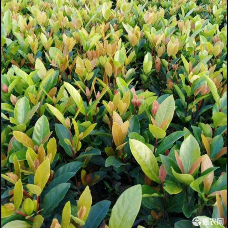 龙船花大叶龙船花仙丹袋苗绿化苗木基地批发