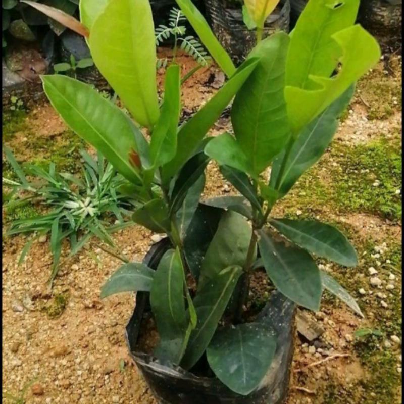 龙船花大叶龙船花仙丹袋苗绿化苗木基地批发
