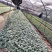 白雪公主雪花木价格雪花木报价基地批发