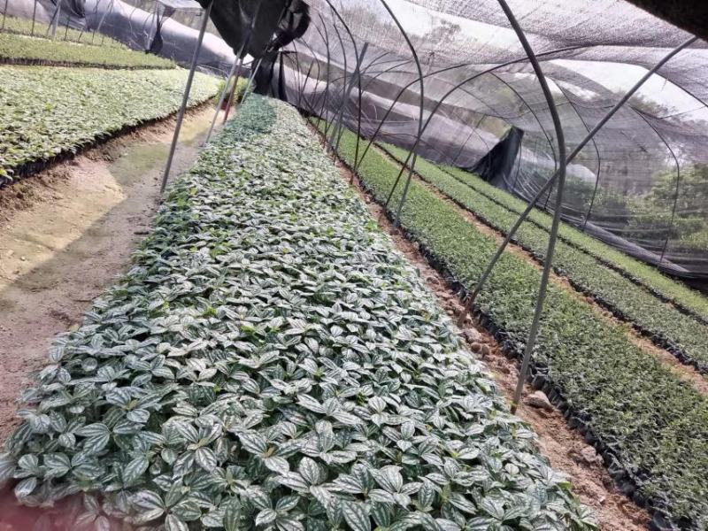 白雪公主雪花木价格雪花木报价基地批发