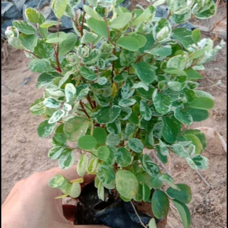 白雪公主雪花木价格雪花木报价基地批发