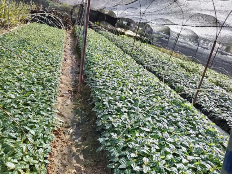 白雪公主雪花木价格雪花木报价基地批发