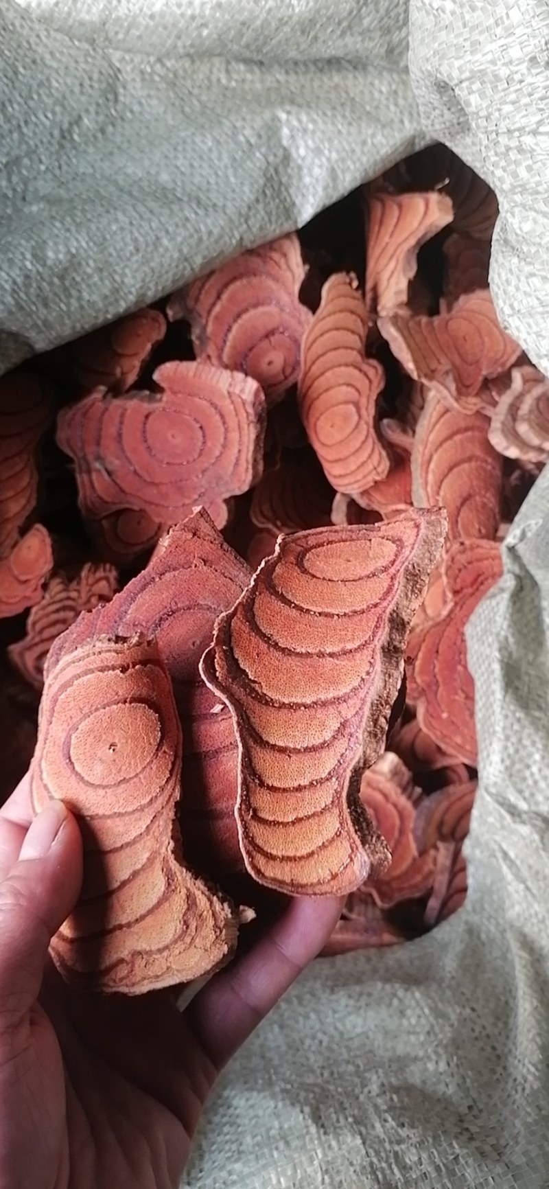 大山深处野生鸡血藤