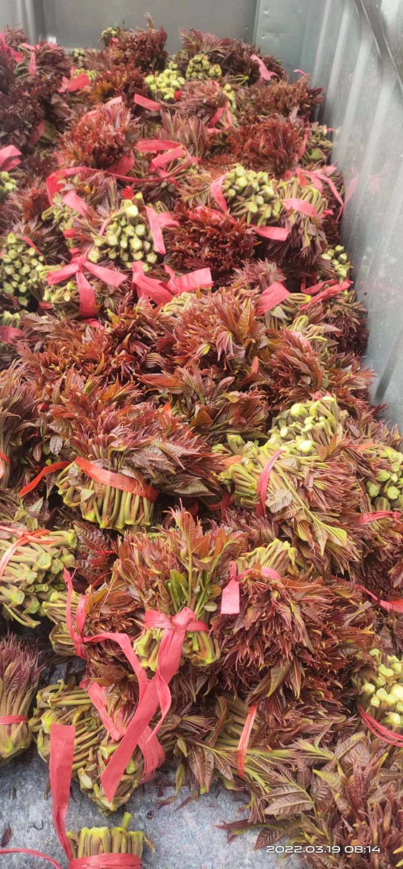 露天香椿芽大量上市，支持线上交易，按客户要求组织包装发货
