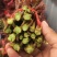 露天香椿芽大量上市，支持线上交易，按客户要求组织包装发货