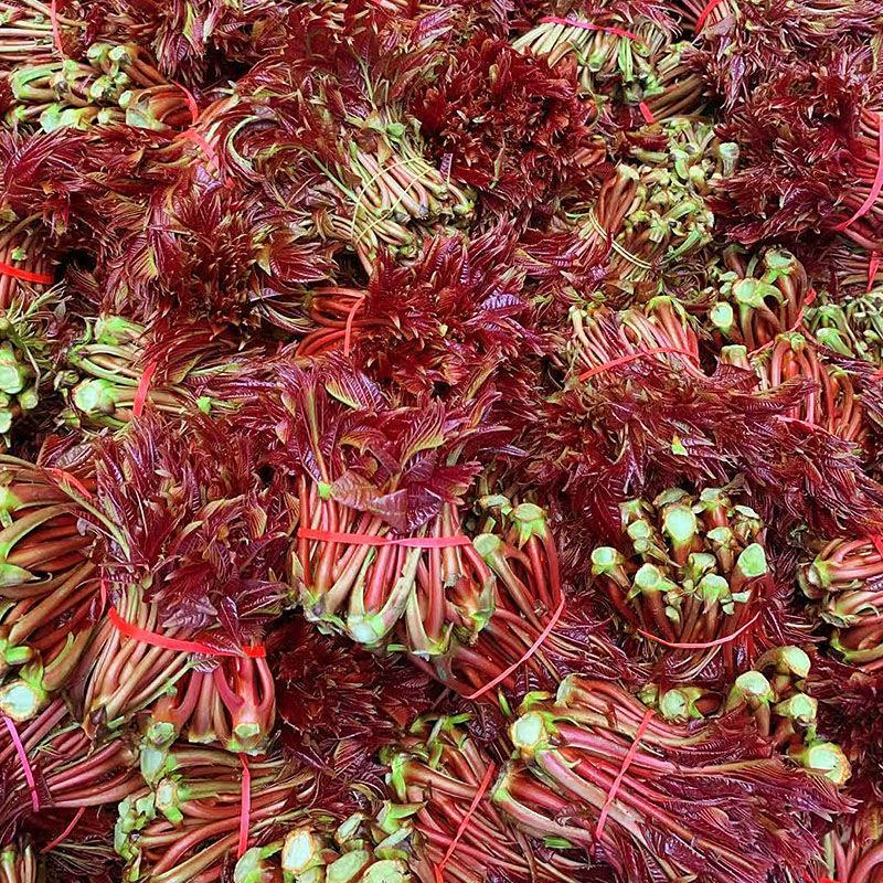 露天香椿芽大量上市，支持线上交易，按客户要求组织包装发货
