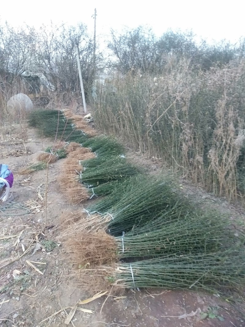 1年2年3年的臭杞苗子又称铁篱笆积克苗枸橘苗子。