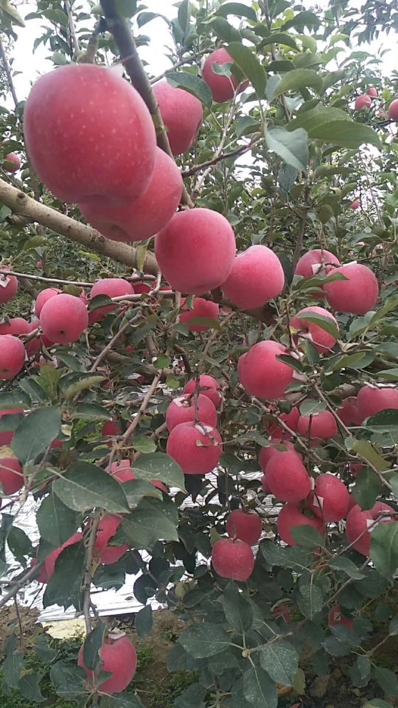 苹果纸袋+膜袋，货原充足，保质保量，沂蒙山苹果口感好。