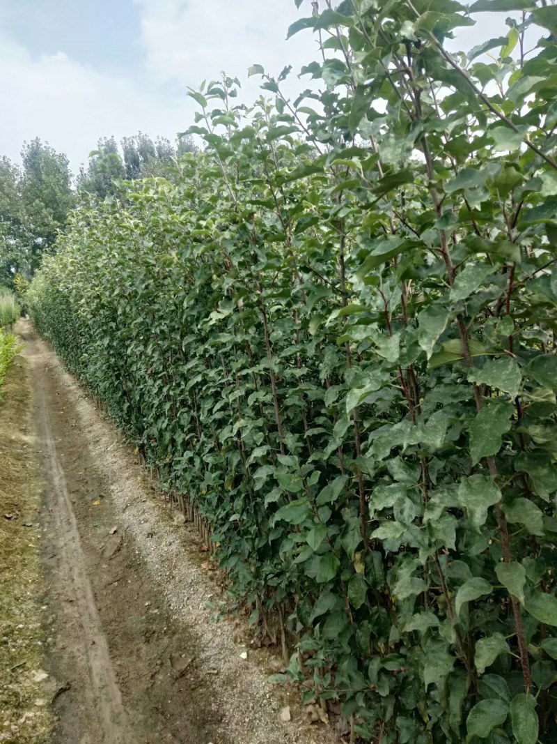 烟富8号苹果苗子，价格优惠，众成1号3号苹果苗子，华硕苗
