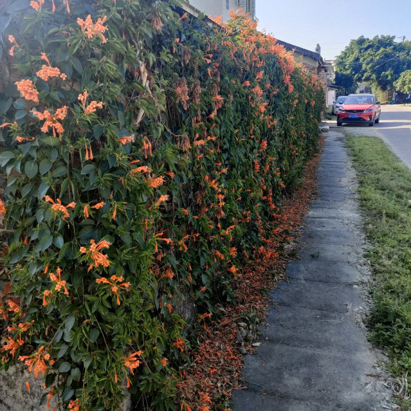 基地炮仗花，货非常漂亮，需要的看过来，工地档口嗯可以看货