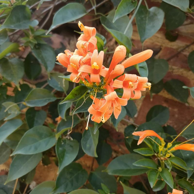 基地炮仗花，货非常漂亮，需要的看过来，工地档口嗯可以看货