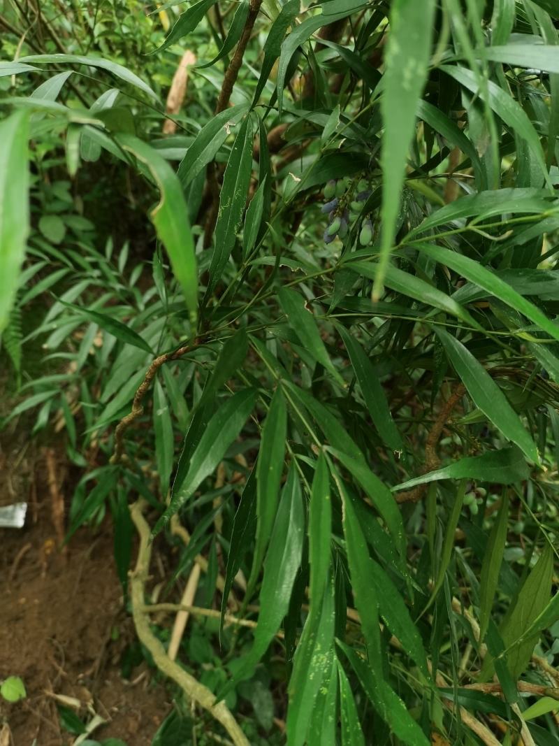 贵州野生十大功劳