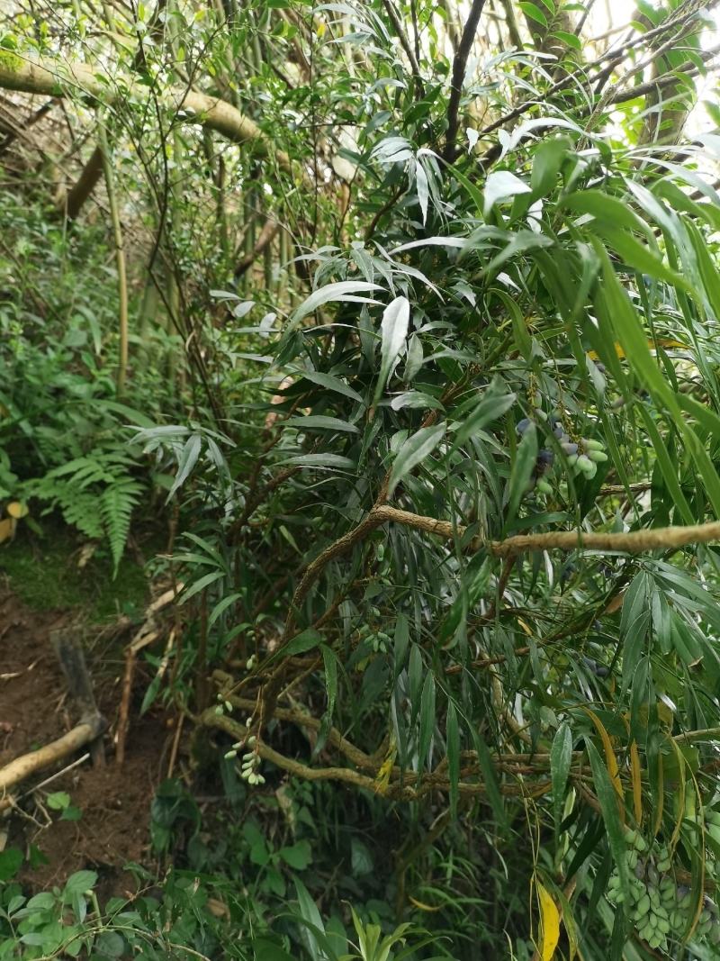 贵州野生十大功劳
