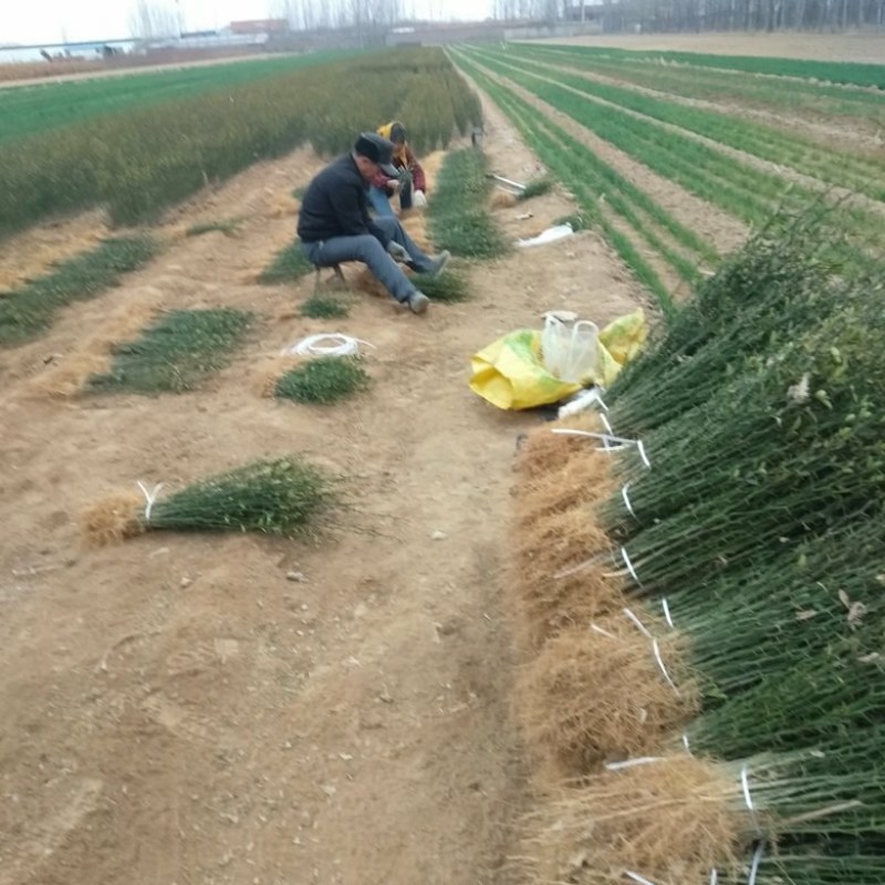 枸橘苗子，货原充足，保质保量，也叫臭杞，积克苗子。