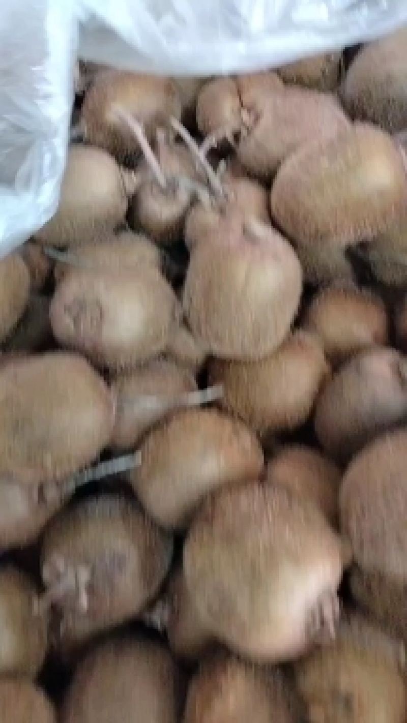 绿心猕猴桃正宗产地猕猴桃量大从优绿心猕猴