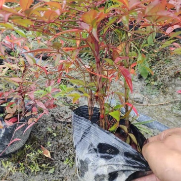 重庆南天竹杯苗南天竹小杯苗南天竹大杯苗大量现货批发