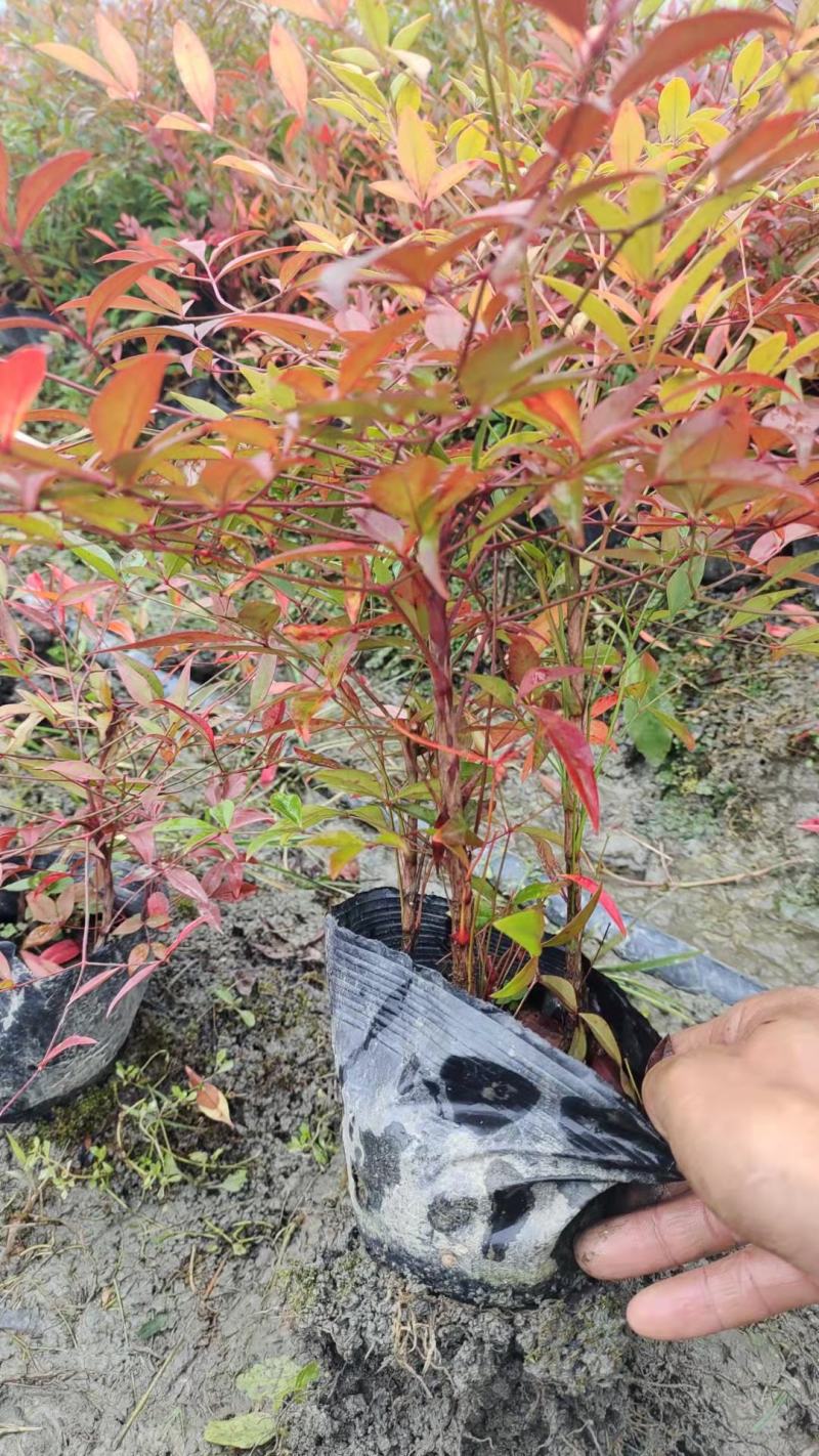 重庆南天竹杯苗南天竹小杯苗南天竹大杯苗大量现货批发