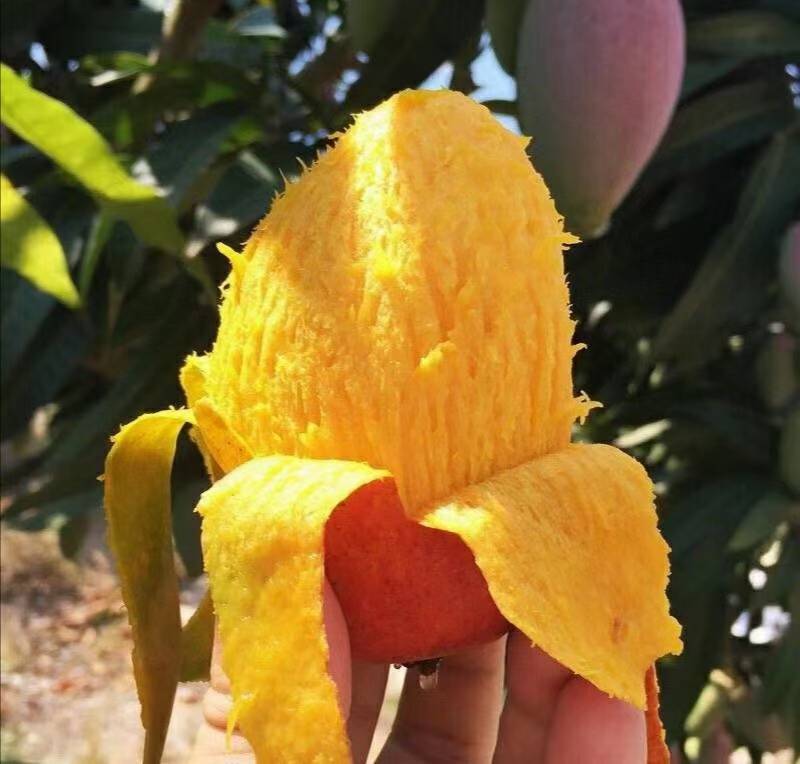 海南贵妃芒大量上优质货源对接商超电商市场欢