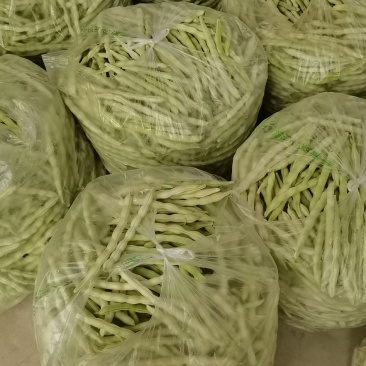 平度市崔家集镇芸豆大量上市中，有需要的老板请联系我