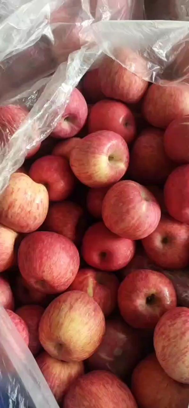 礼泉红富士苹果，冷库大量有货，规格齐全，价格便宜