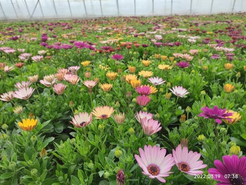 南非万寿菊颜色多品种全基地大量供应诚信经营