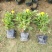 精品孔雀草山东青州草花苗木基地一手货源基地直发