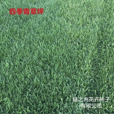 抗寒抗旱四季青多年生草坪种子草皮价格公布