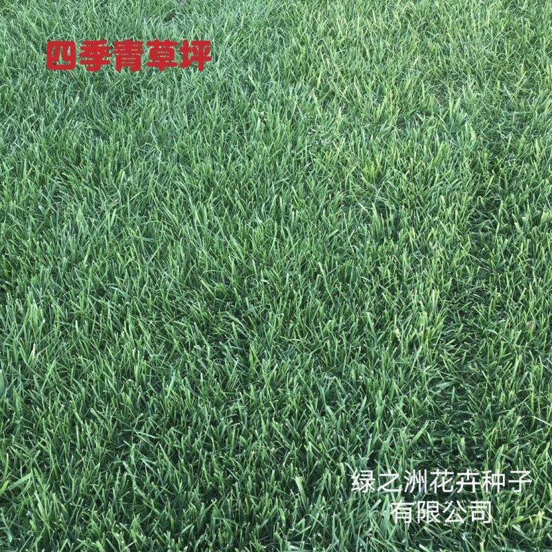 抗寒抗旱四季青多年生草坪种子草皮价格公布