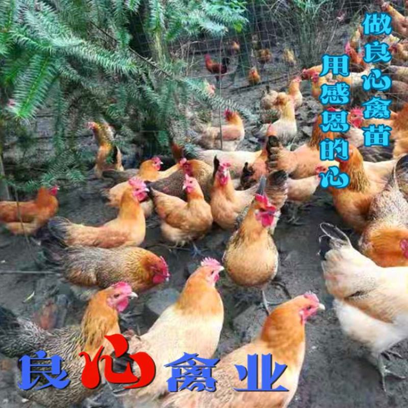 出售优质脱温青脚土鸡苗一个月大鸡苗山地放养土鸡苗