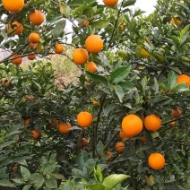 夏橙（荔浦夏橙大量上市，欢迎老板实地）