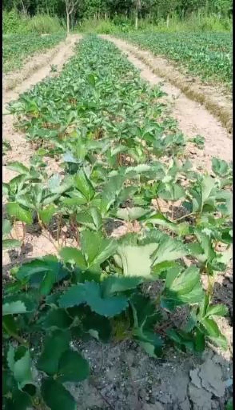 脱毒草莓苗，基地科学培育，苗壮根系发达，欢迎各位老板参观