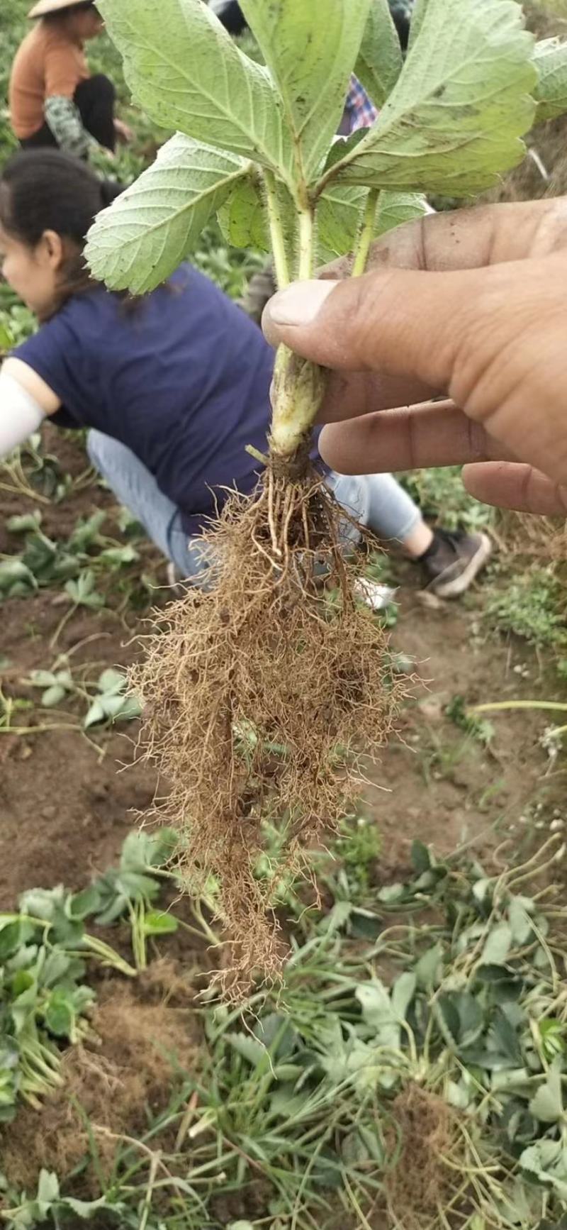 脱毒草莓苗，基地科学培育，苗壮根系发达，欢迎各位老板参观