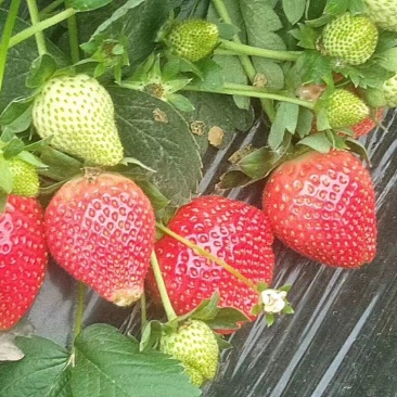 脱毒草莓苗，基地科学培育，苗壮根系发达，欢迎各位老板参观