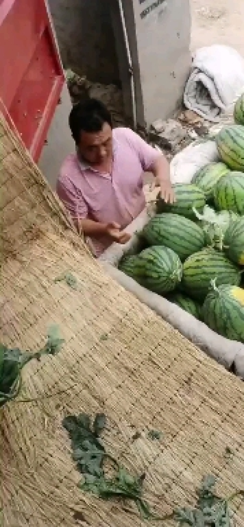 清苑甜王西瓜上市，质量与行情的把控，欢迎骚扰