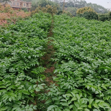 黑黄皮嫁接果苗