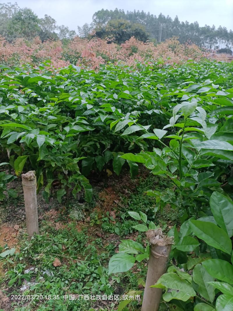 黑黄皮嫁接果苗