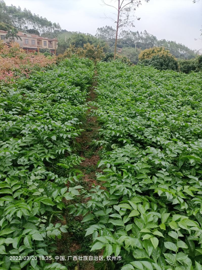 黑黄皮嫁接果苗