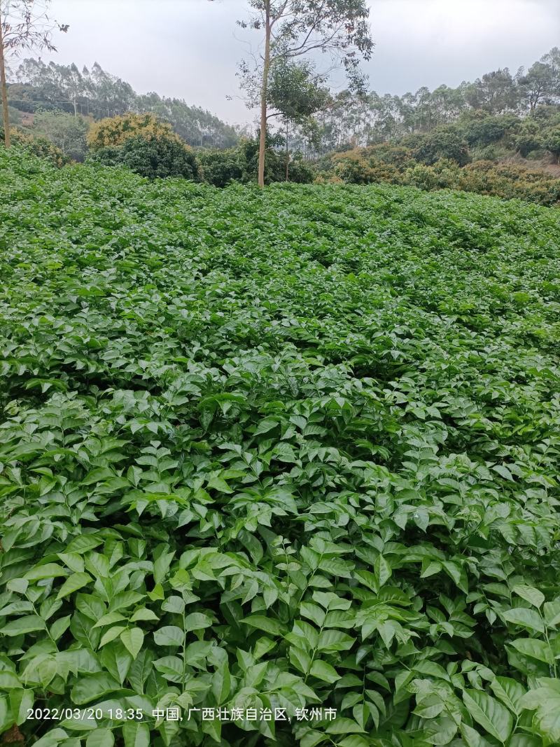 黑黄皮嫁接果苗